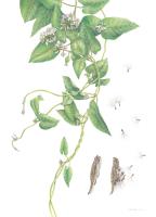 Metaplexis japonica (Thunb.) Makino